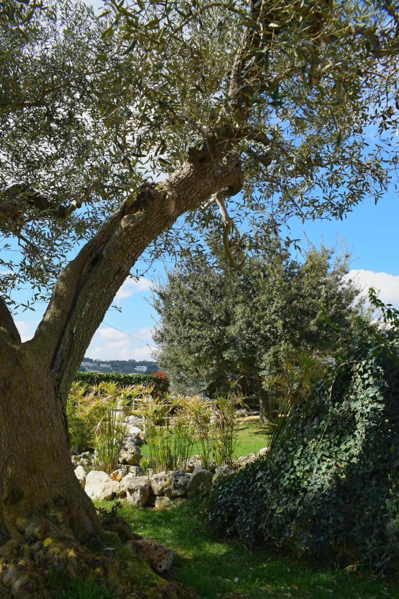 La Rosa Dei Trulli B&B Alberobello Exterior photo